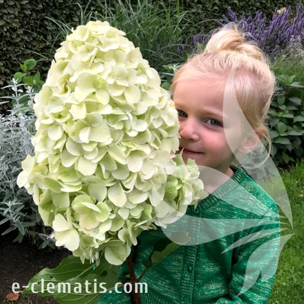Hydrangea_paniculata_Hercules.webp