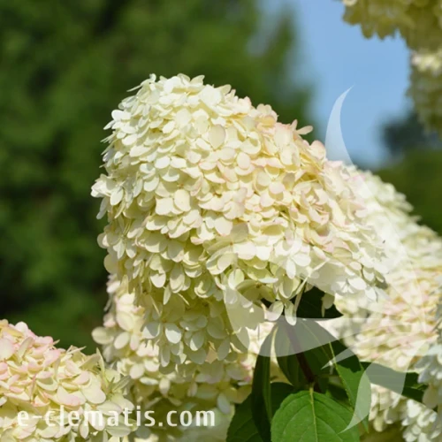 Hydrangea_paniculata_Limelight.webp