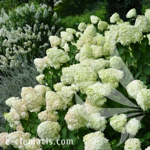 Hydrangea_paniculata_Limelight_1.webp