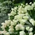 Hydrangea_paniculata_Limelight_1.webp