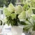 Hydrangea paniculata LITTLE FRESCO.webp
