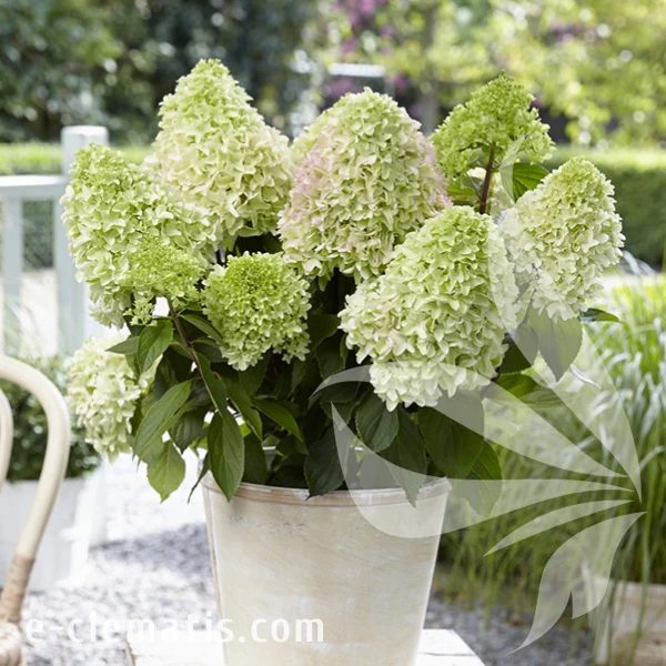Hydrangea paniculata LITTLE FRESCO.webp