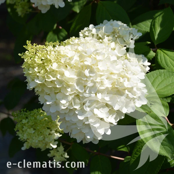 Hydrangea_paniculata_Magical_Moonlight.webp