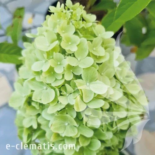 Hydrangea paniculata Mojito.webp