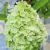 Hydrangea paniculata Mojito.webp