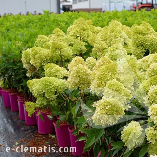 3765-Hydrangea-PETITE-FLORI-znak.webp