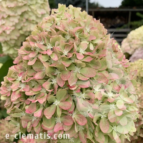 3766 -Hydrangea-Pixio-3-znak.webp