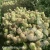 3766 -Hydrangea-Pixio-2-znak.webp