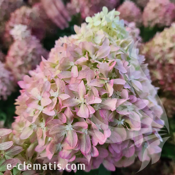 3766 -Hydrangea-Pixio-4-znak.webp