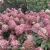 3766 -Hydrangea-Pixio-1-znak.webp