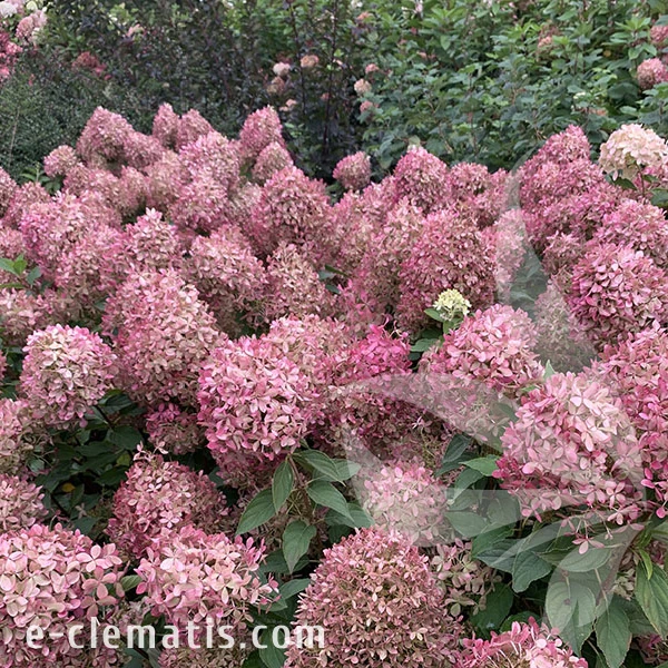 3766 -Hydrangea-Pixio-1-znak.webp
