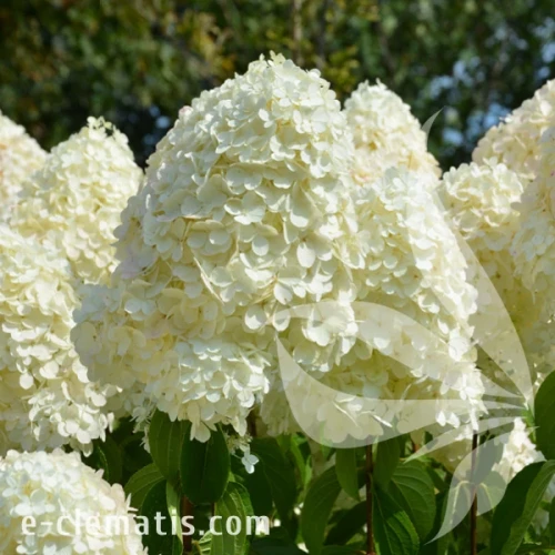 Hydrangea_paniculata_Polar_Bear.webp
