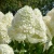 Hydrangea_paniculata_Polar_Bear.webp