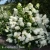 Hydrangea_paniculata_Polar_Bear_1.webp