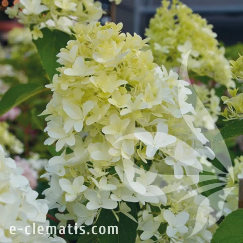 Hydrangea paniculata SKYFALL.webp