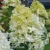 Hydrangea paniculata SKYFALL.webp