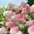 Hydrangea paniculata VANILLE FRAISE Rehny PBR.webp