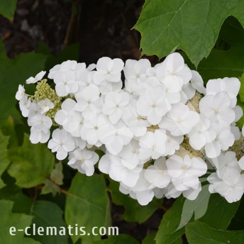 Hydrangea quercifolia Alice.webp