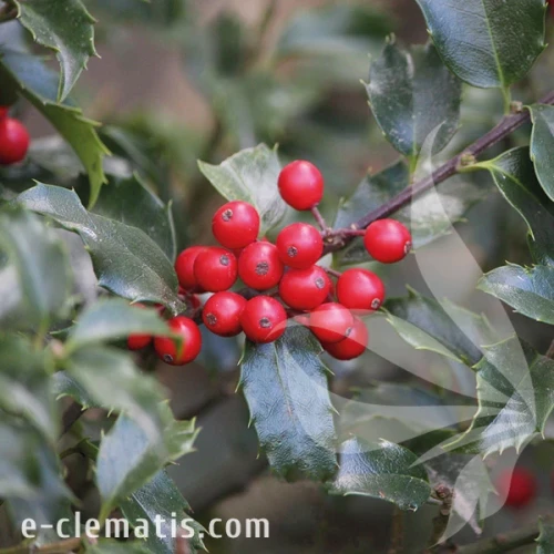 Ilex-×-meserveae-Blue-Angel.webp
