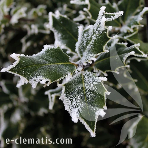 3749-Ilex-Blue-Prince-znak.webp