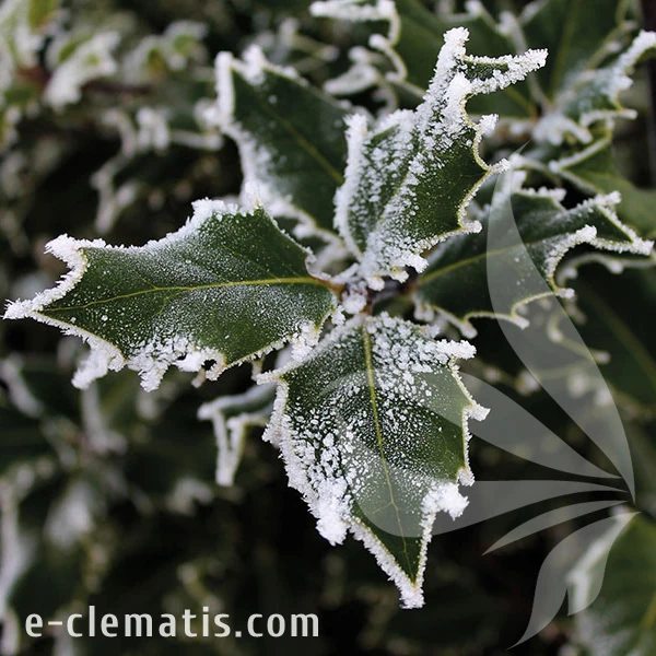 3749-Ilex-Blue-Prince-znak.webp