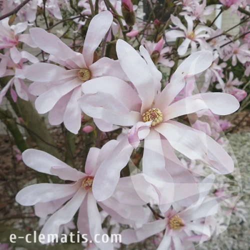 3762-Magnolia-Messel-1-znak.webp