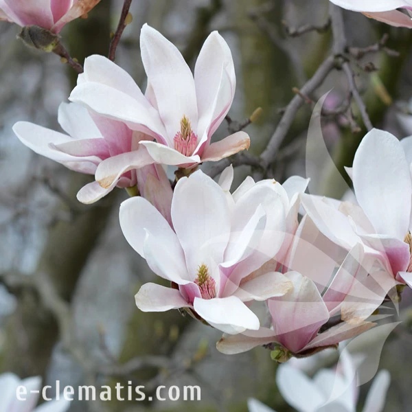 Magnolia x souangeana Lennei.webp