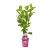 Magnolia produkt.webp