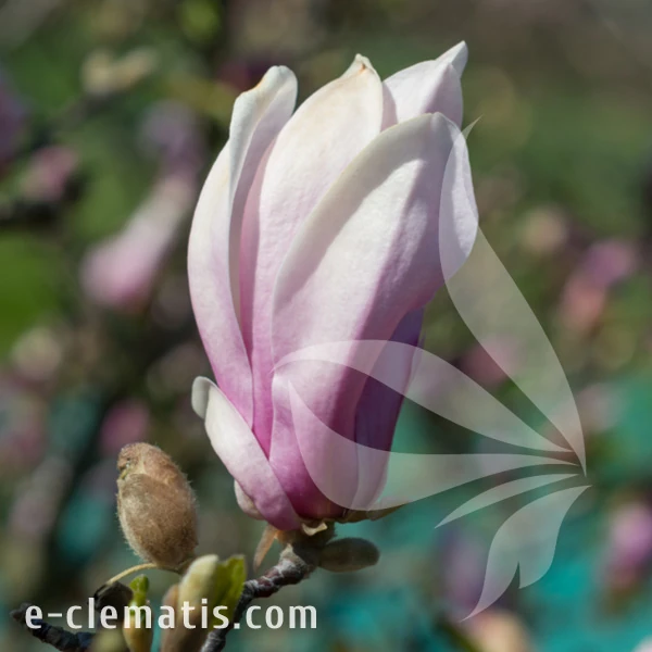 Magnolia George Henry Kern.webp