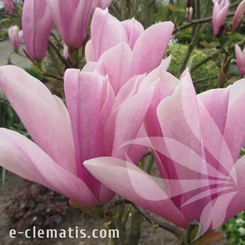 1079-Magnolia-Heaven-Scent.webp