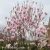 1079-Magnolia-Heaven-Scent-2.webp