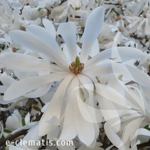 1405-Magnolia-stellata-Royal-StaR.webp