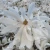 1405-Magnolia-stellata-Royal-StaR.webp