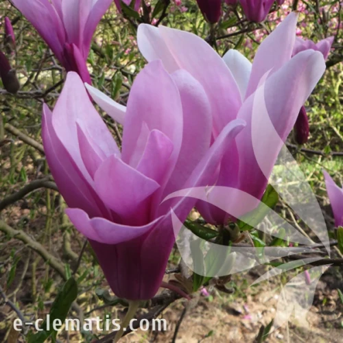 Magnolia_Susan.webp