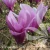 Magnolia_Susan.webp