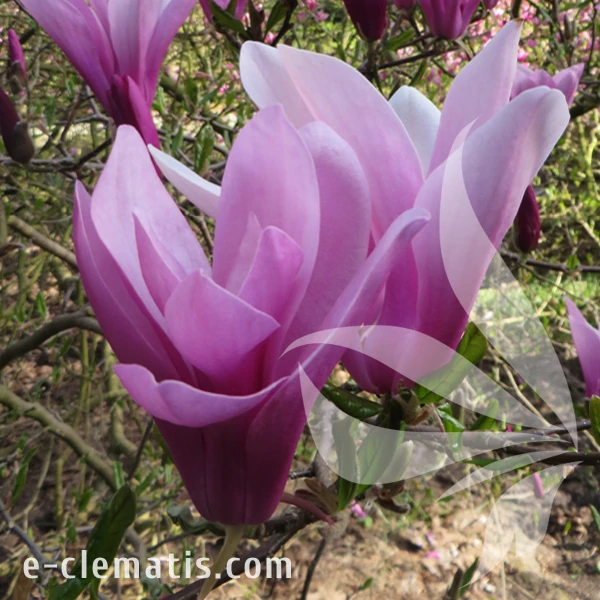 Magnolia_Susan.webp