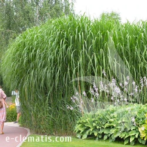 Miscanthus sinensis Memory 2.webp