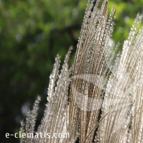 Miscanthus sinensis Memory 3.webp