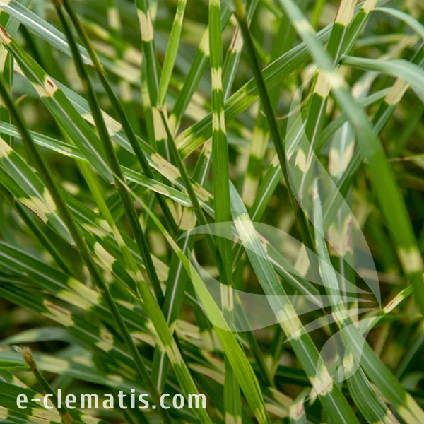 Miscanthus sinensis Little Zebra.webp