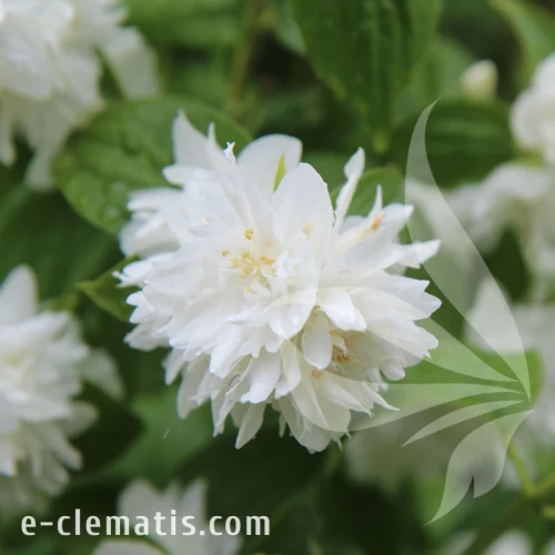 Philadelphus Schneesturm.webp