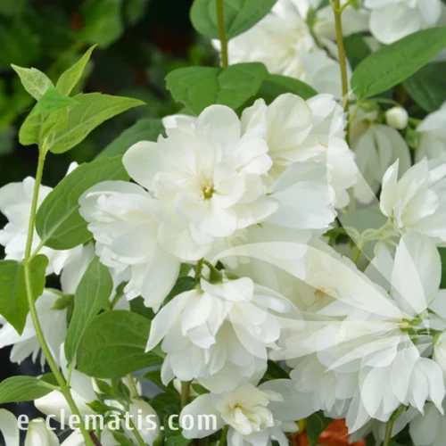 Philadelphus Snowbelle.webp
