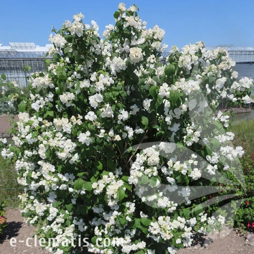 1253-Philadelphus-Virginal-znak.webp