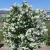 1253-Philadelphus-Virginal-znak.webp
