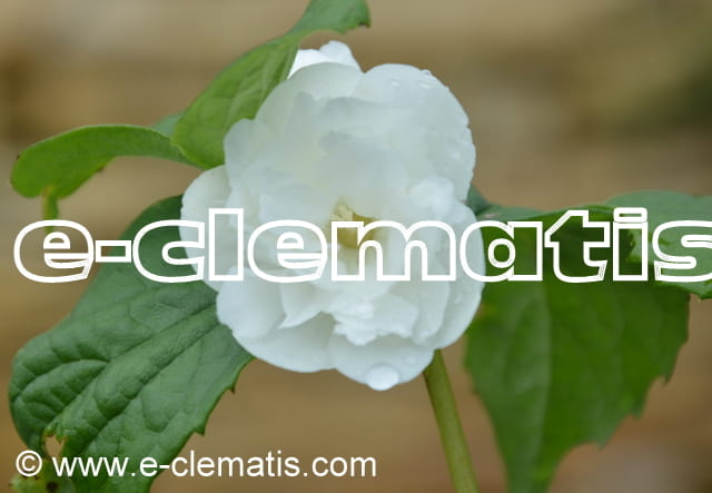 Philadelphus Virginal - jaśminowiec panieński, fot. Anna Rafaląt