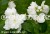 Philadelphus Virginal - jaśminowiec panieński, fot. Anna Rafaląt