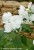 Philadelphus Virginal - jaśminowiec panieński, fot. Anna Rafaląt