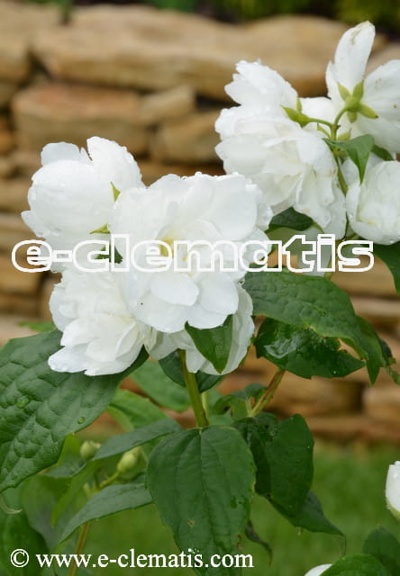 Philadelphus Virginal - jaśminowiec panieński, fot. Anna Rafaląt