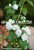 Philadelphus Virginal - jaśminowiec panieński, fot. Anna Rafaląt