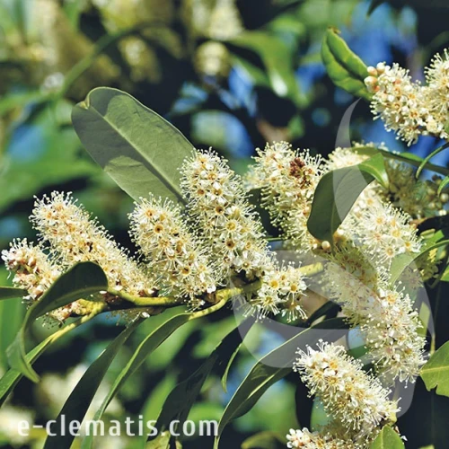 3753-Prunus-laurocerasus-Caucasica-znak.webp