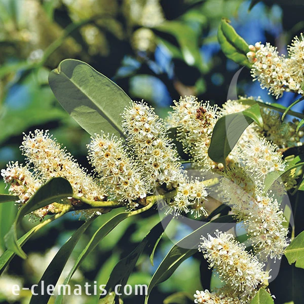 3753-Prunus-laurocerasus-Caucasica-znak.webp
